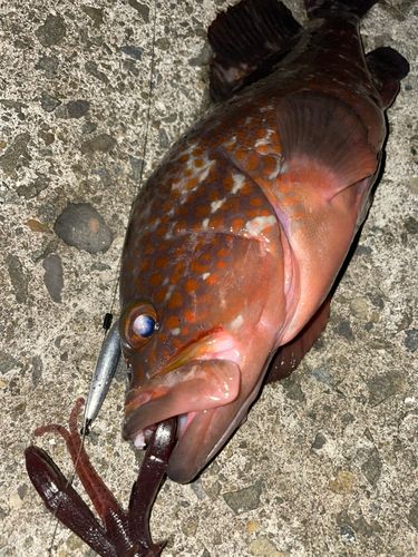 キジハタの釣果