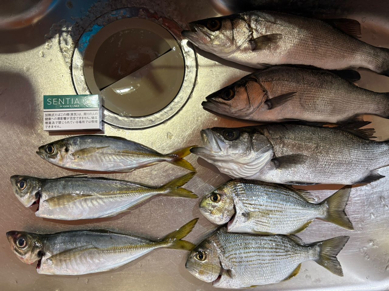 セイゴ（ヒラスズキ）