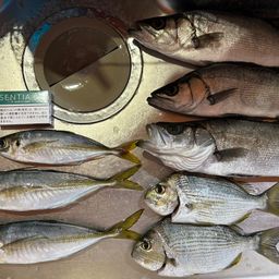 セイゴ（ヒラスズキ）