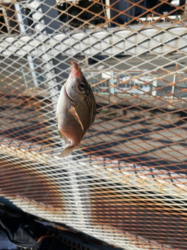 ウミタナゴの釣果