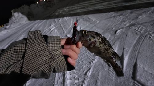 クロソイの釣果