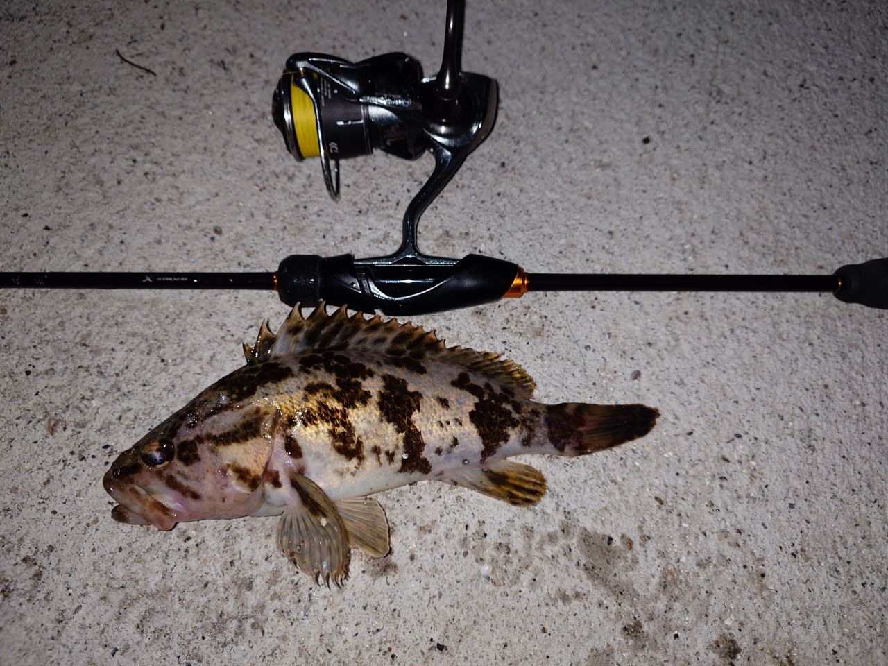 SHIMANO 23ソアレ BB アジング S610L-Sの最安値・インプレ・釣果