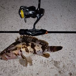 タケノコメバル