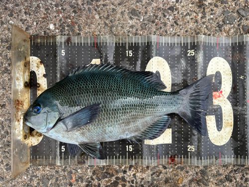 クチブトグレの釣果
