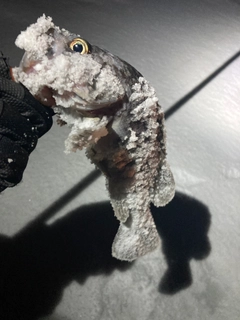 クロソイの釣果