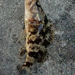 タケノコメバル