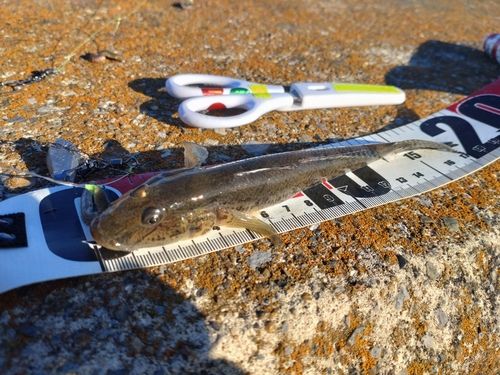 マハゼの釣果