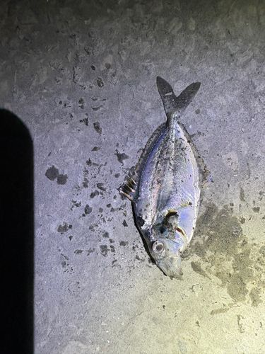 ヒイラギの釣果