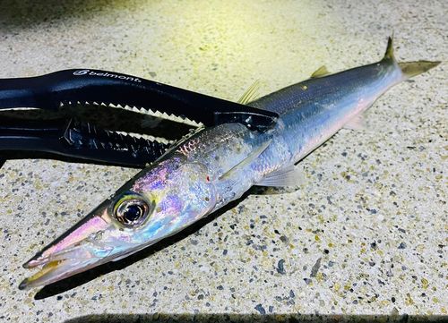 アカカマスの釣果