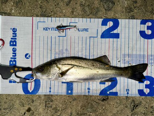 セイゴ（マルスズキ）の釣果