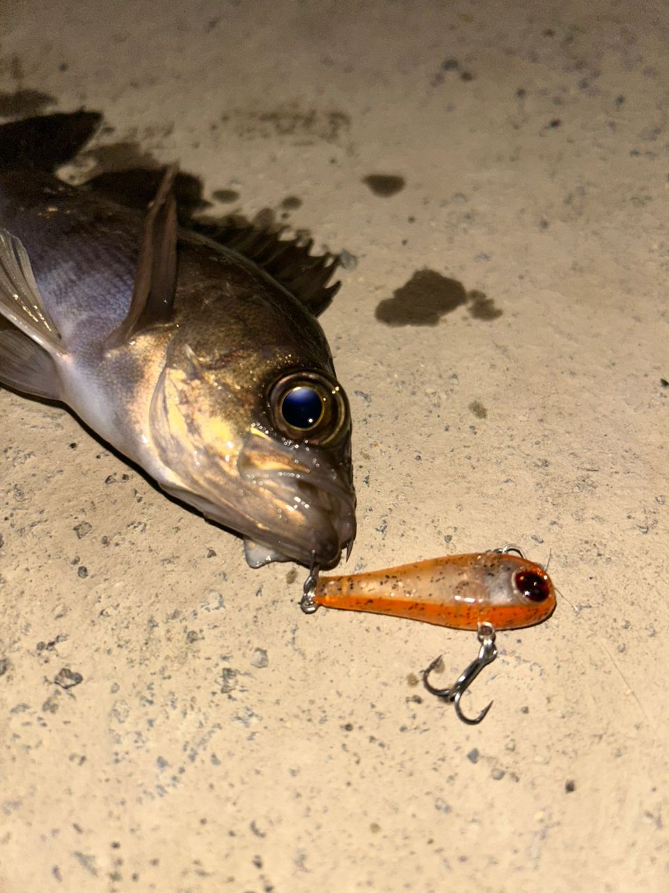 SHIMANO 17ソアレ CI4+ S706UL-Sの最安値・インプレ・釣果 | 本音の