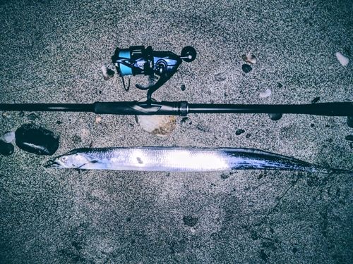 タチウオの釣果