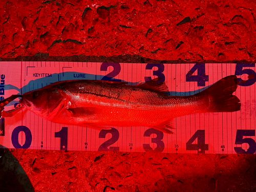 フッコ（マルスズキ）の釣果