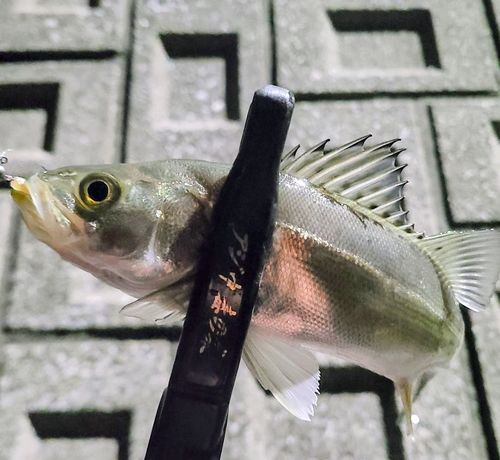 セイゴ（マルスズキ）の釣果