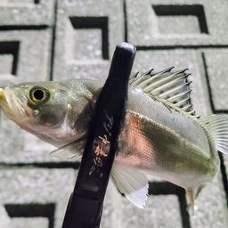 セイゴ（マルスズキ）