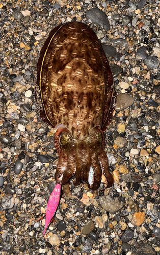 アオリイカの釣果