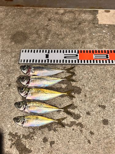 アジの釣果