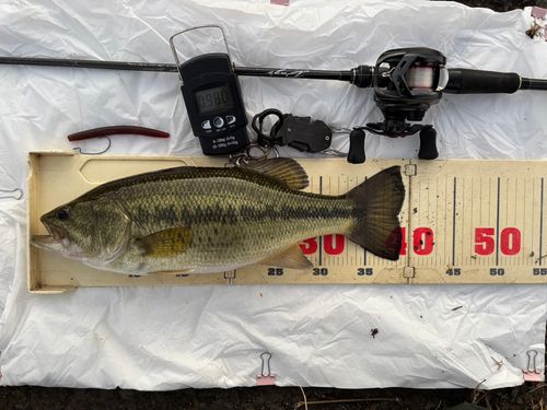 ラージマウスバスの釣果