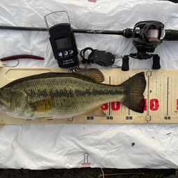 ラージマウスバス