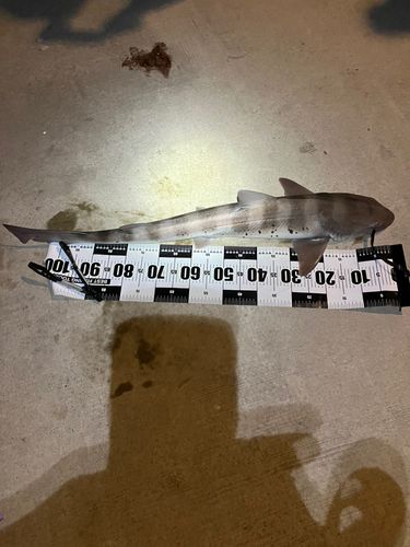 ドチザメの釣果