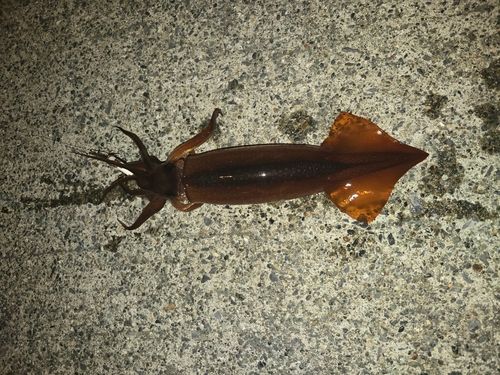 スルメイカの釣果