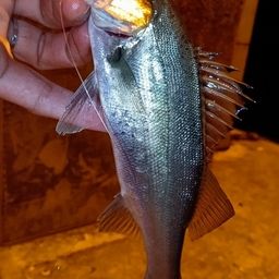 セイゴ（マルスズキ）