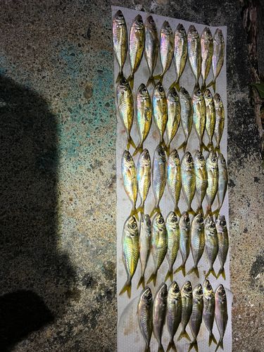 アジの釣果