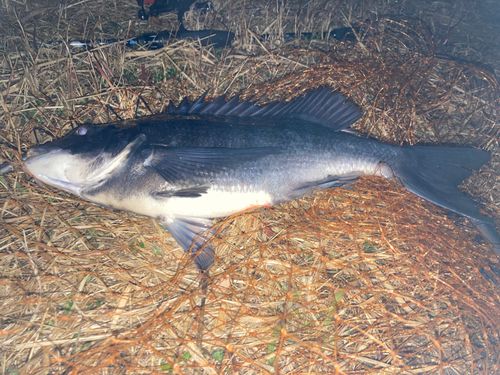 チンチンの釣果