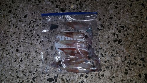 ヤリイカの釣果