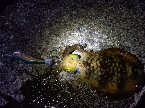 内浦湾（沼津）