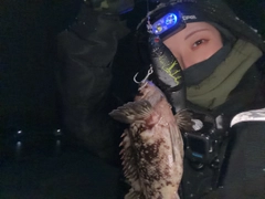 オウゴンムラソイの釣果