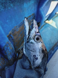 サゴシの釣果