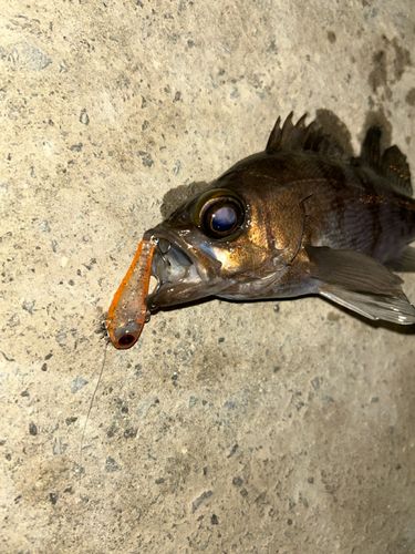 シロメバルの釣果