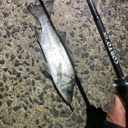 セイゴ（マルスズキ）