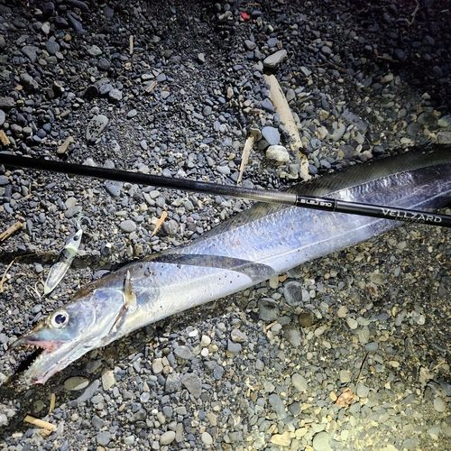 タチウオの釣果