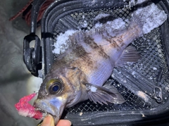 シロメバルの釣果