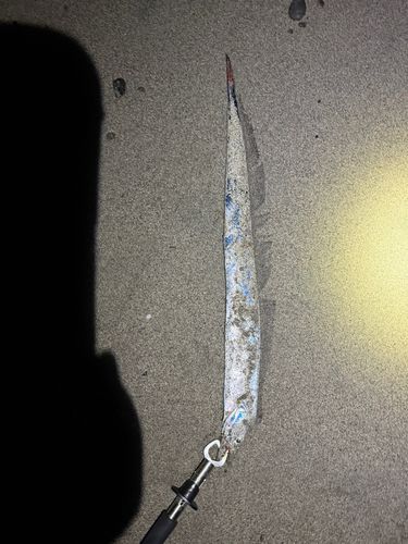 タチウオの釣果