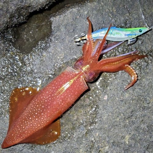 ケンサキイカの釣果