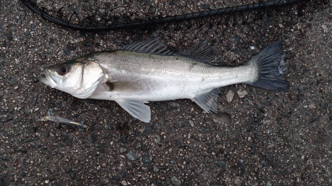 セイゴ（マルスズキ）