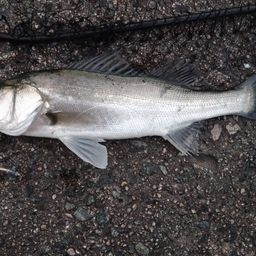 セイゴ（マルスズキ）