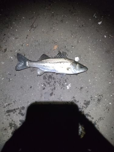 セイゴ（マルスズキ）の釣果