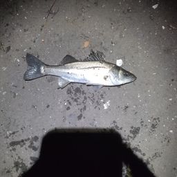 セイゴ（マルスズキ）