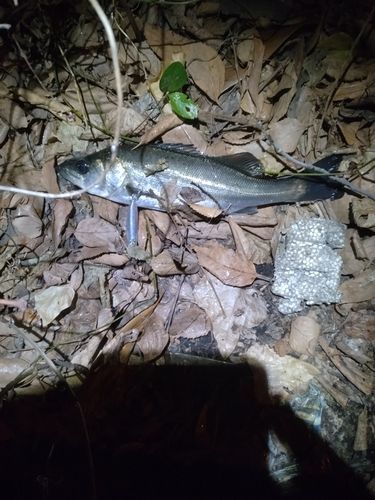 セイゴ（マルスズキ）の釣果