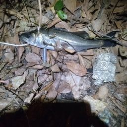 セイゴ（マルスズキ）