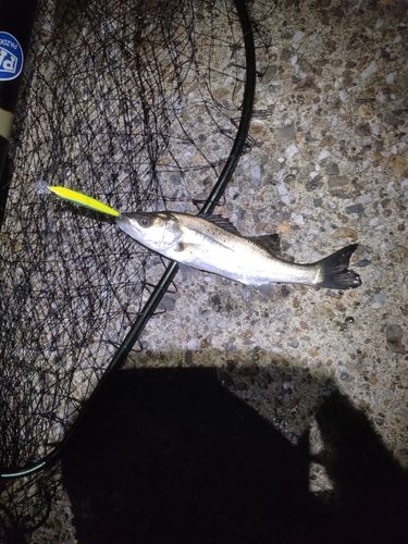 セイゴ（マルスズキ）の釣果