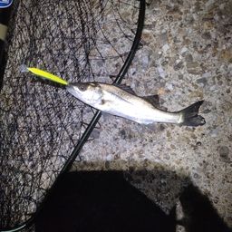 セイゴ（マルスズキ）