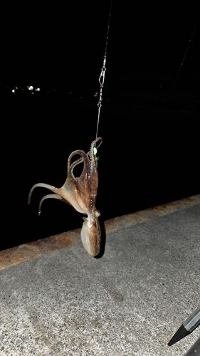 タコの釣果