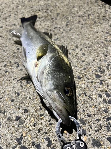 フッコ（マルスズキ）の釣果