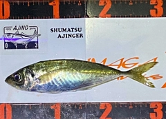 マアジの釣果
