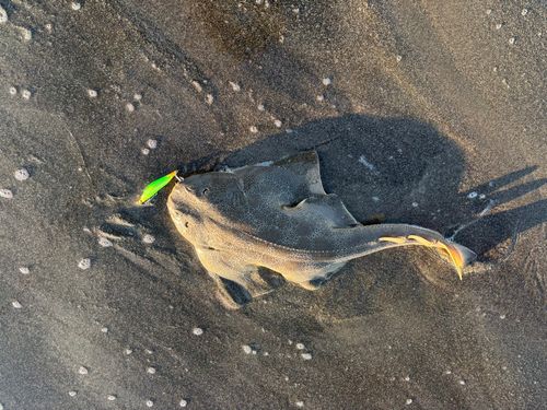 カスザメの釣果